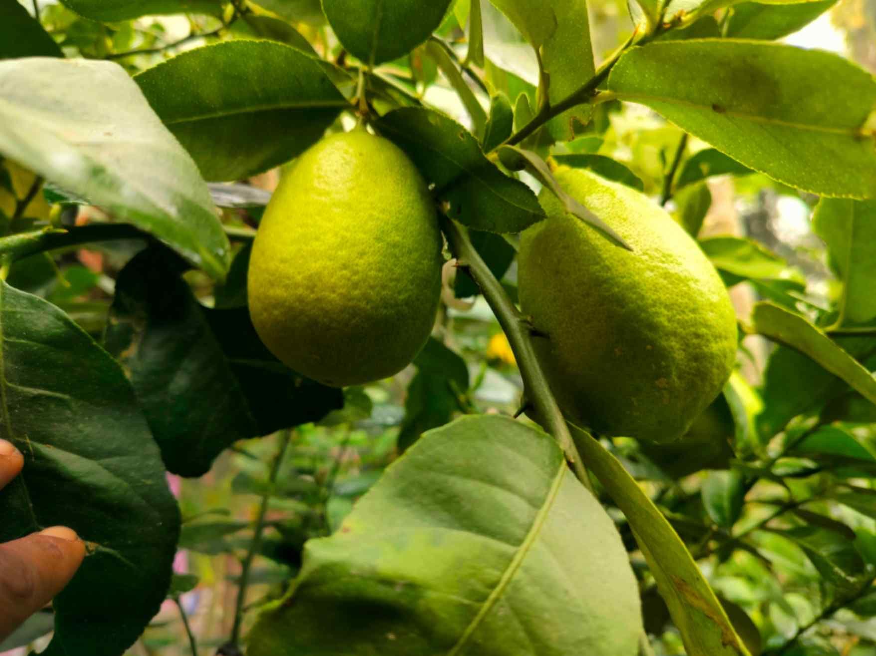 Assam Lemon (Kaji Nemu)