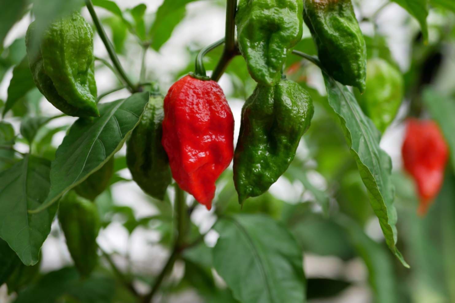 Ghost Pepper