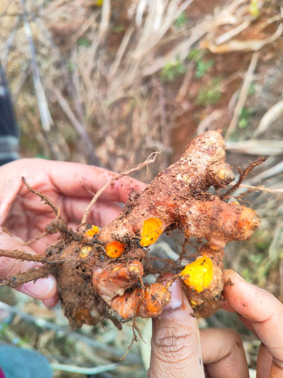 Lakadong Turmeric